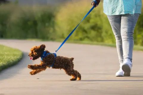 Ein kleiner, brauner Hund rennt fröhlich auf einem Weg, während er am Halsband zieht.