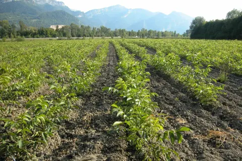 Fila di giovani alberi in un campo, pronti per coltivare noci. Montagne sullo sfondo.