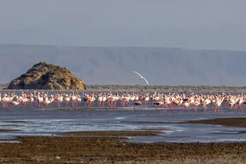 Różowe flamingi brodzą w płytkiej wodzie jeziora Natron. W oddali widać skalistą wyspę i góry.