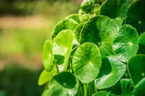 Zielone, okrągłe liście rośliny, znanej z licznych gotu kola właściwości.