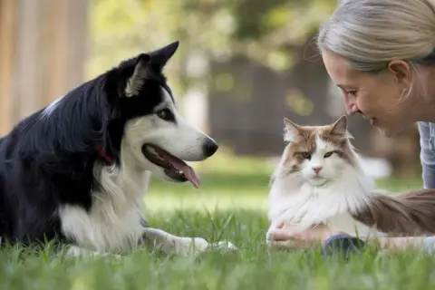 Una mujer sonríe a un gato mientras un perro, como un etólogo canino observando, yace cerca en la hierba.