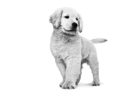 Golden retriever do kiedy rośnie? Odkryj etapy wzrostu psa