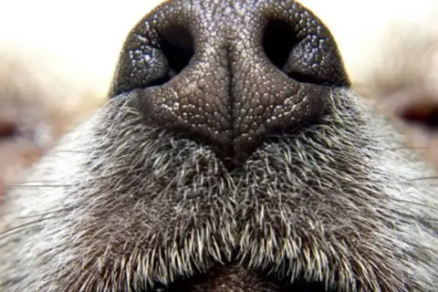 Gros plan sur le nez de chien, humide et texturé, entouré de poils gris. Un nez de chien prêt à explorer le monde.