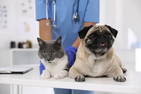 Veterinario Zaragoza: Encuentra la mejor atención para tu mascota