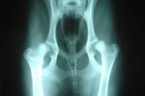 Radiografía de cadera de perro mostrando signos de displasia de cadera, una condición común en perros.