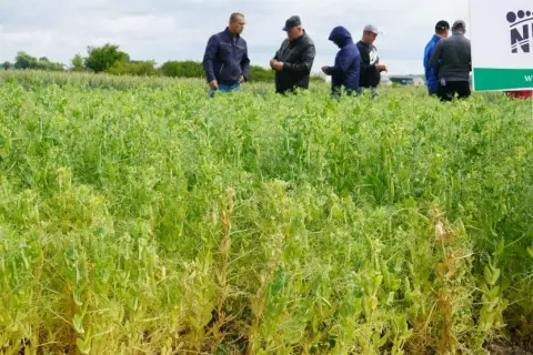 Grupa rolników ogląda pole grochu siewnego w pełni wzrostu.