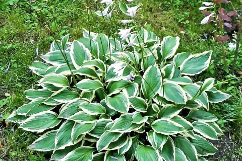 Ein Hosta-Strauch mit grün-weißen Blättern und zarten lila Blüten. Ein schöner funkien standort im Garten.