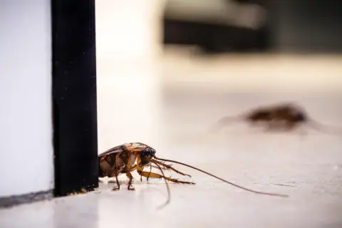 Skuteczne zwalczanie karaluchów w bloku: Poradnik eksperta
