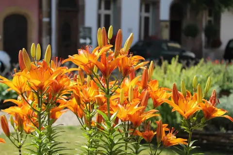 Leuchtend orange Taglilien blühen üppig. Ein sonniger Taglilien Standort mit Gebäuden im Hintergrund.