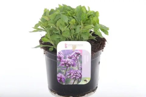 En grönskande verbena i kruka, redo att pryda din trädgård med lila blommor.