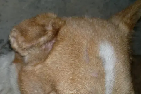 Primo piano dell'orecchio di un cane con segni di otoematoma. La pelle appare ispessita e arrossata, con peli radi.