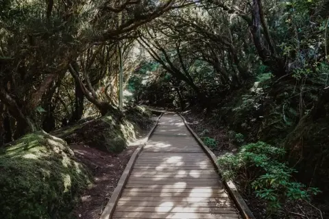 Sendero de madera en un bosque frondoso, ideal para gemakkelijke wandelingen tenerife. La luz del sol se filtra entre las ramas.