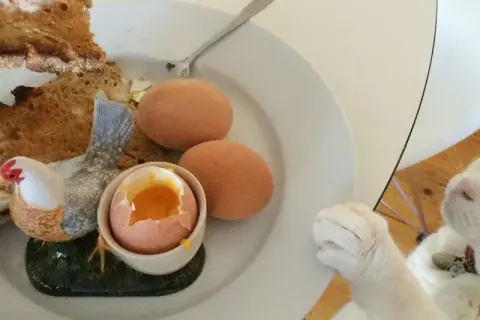 Kot patrzy na talerz z jajkami na twardo, tostami i ozdobną kurką. Czyżby marzył o surowym jajku dla kota?