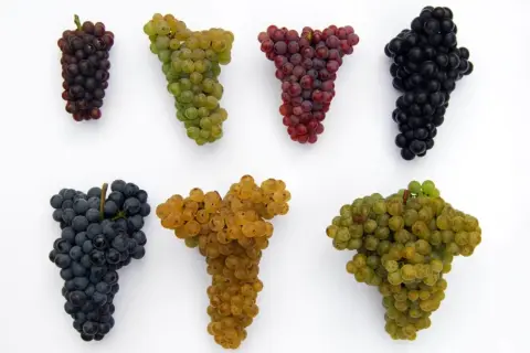 Siedem kiści winogron: ciemne, zielone, czerwone, czarne, granatowe, złote i jasnozielone. Idealne do produkcji wina, w tym pysznego vino rosso.