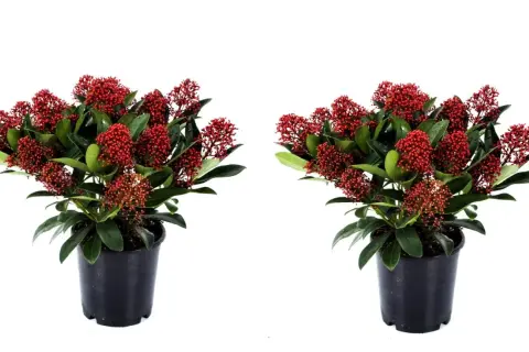 Två krukor med skimmia, fulla av röda bär. Perfekt för att lysa upp i vintermörkret, även vid skimmia minusgrader.