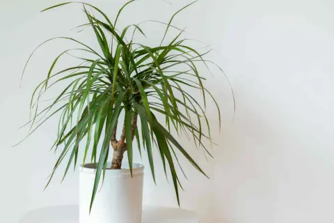 Un dracaena aux feuilles vertes et fines dans un pot blanc. Un guide pour l'entretien de votre dracaena.