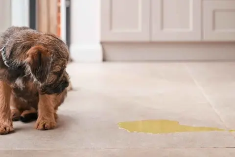 Un cachorro parece avergonzado junto a un charco de orina, sugiriendo incontinencia urinaria en perros.
