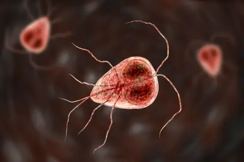 Mikroskopijny obraz pasożyta Giardia, który może powodować problemy zdrowotne u kotów.