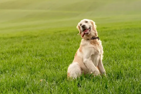 Golden retriever w domu czy na podwórku – co zapewni mu lepsze życie?