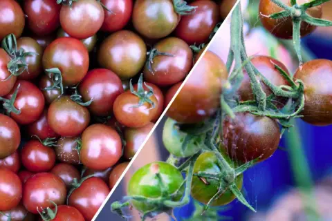 Krzewy z dojrzałymi pomidorami black cherry. Niektóre są już ciemnoczerwone, inne wciąż zielone, gotowe do zbioru.