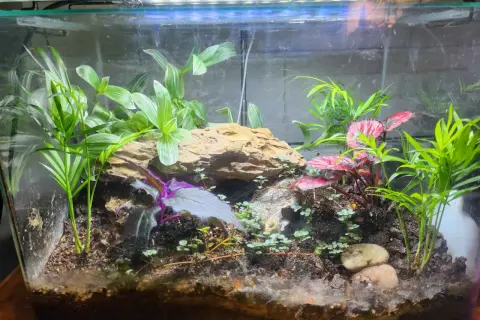 Przerób akwarium na terrarium: Poradnik krok po kroku DIY