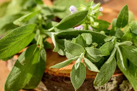 Frische Salbeiblätter mit zarten lila Blüten. Die Salbeitee Wirkung ist bekannt für ihre entzündungshemmenden Eigenschaften.