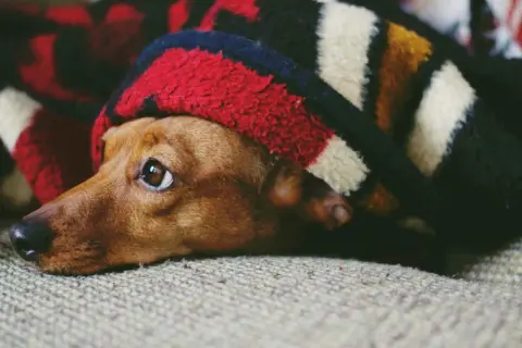 Un perro miedoso se esconde bajo una manta a rayas, con los ojos muy abiertos y alerta.