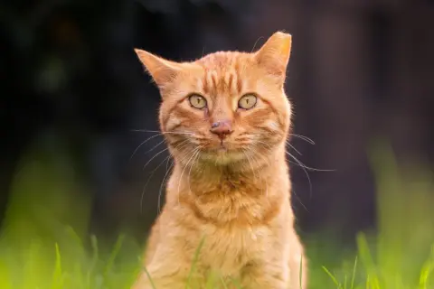 An ear-tipped ginger cat with striking green eyes sits in lush green grass, looking directly at the camera.