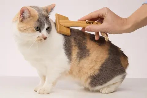 A hand gently brushes a calico cat with a wooden brush. Regular grooming helps answer how often should I brush my cat.