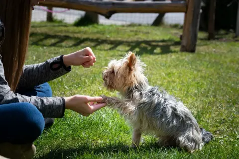 Entrenando a un Yorkshire Terrier, una de las razas de perros hiperactivos, a dar la pata en el césped.