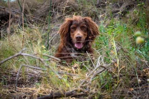 Czekający polski spaniel myśliwski w trawie, z językiem na wierzchu.
