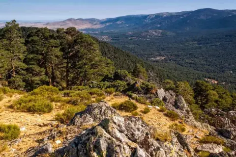 Vista panorámica del **parque nacional de la Sierra de Guadarrama**, con pinos, rocas y vegetación baja en primer plano, y un denso bosque y montañas al fondo.