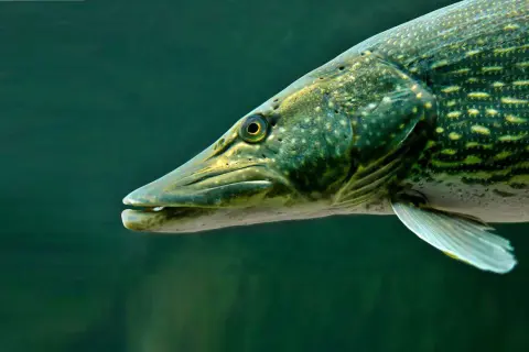 Ein Hecht schwimmt im dunklen Wasser, seine scharfen Zähne sind sichtbar. Er ist ein gefürchteter Räuber, der seine Feinde jagt.