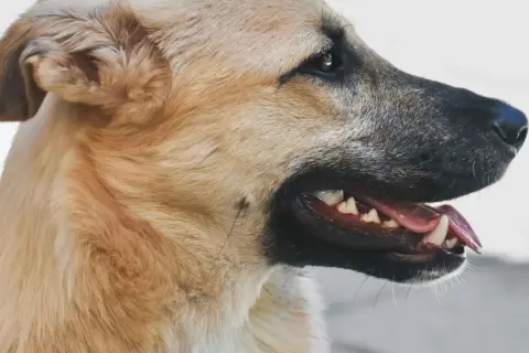 Primer plano de un perro con la boca abierta, mostrando sus dientes. Es un momento clave cuando cambian los dientes los perros.