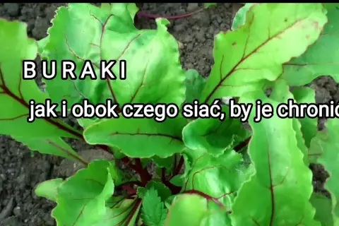Co siać po burakach cukrowych? Uniknij błędów, zwiększ zysk!
