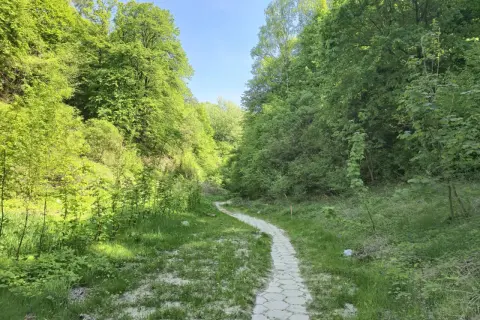 Ścieżka wije się przez zielony wąwóz korzeniowy dół, otoczony bujną roślinnością i drzewami.
