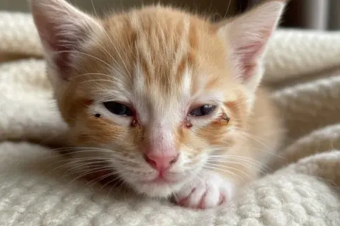 Gatito naranja con conjuntivitis, secreción ocular y costras. Busca información sobre conjuntivitis en gatos como curar.