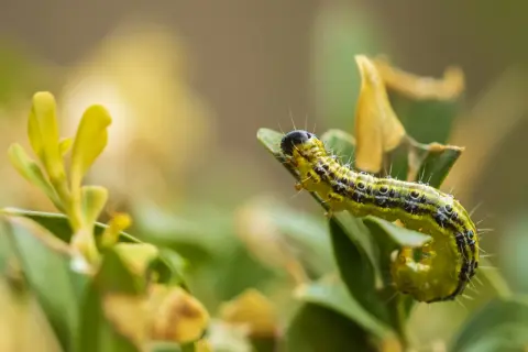 Gąsienica ćmy bukszpanowej, groźny naturalny wróg bukszpanów, żeruje na zielonym liściu.