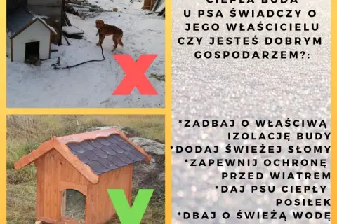 Jak poprawić budę dla psa, aby zapewnić mu ciepło i komfort?