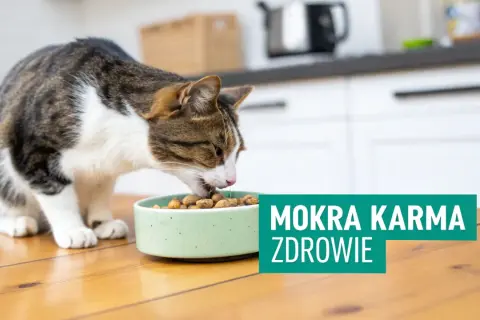 Kot zajada mokrą karmę ze swojej miseczki. Wybór odpowiedniej karmy to klucz do zdrowia Twojego pupila.