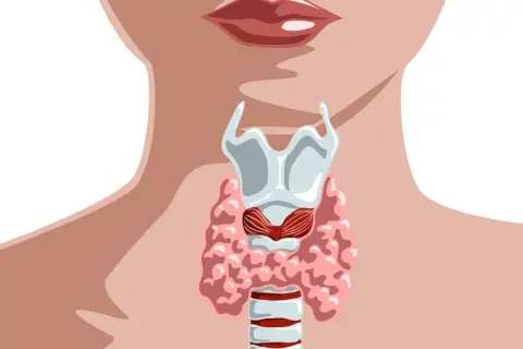 Anatomia tarczycy. Badanie ft3 może pomóc ocenić jej pracę.