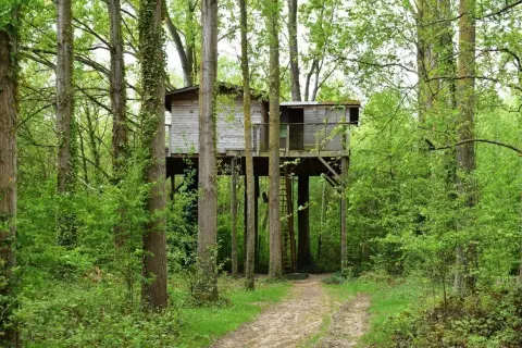 Une cabane dans les arbres haut de France, perchée au milieu d'une forêt verdoyante, invite à l'aventure. Un chemin serpente vers cette retraite insolite.