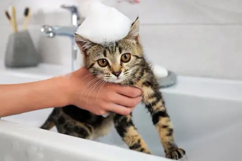 ¿Con cuántos meses se puede bañar un gato sin riesgos para su salud?