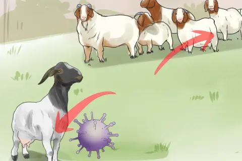 Capra con mastite, virus e gruppo di capre. Illustrazione su rimedi naturali per la mastite nelle capre.
