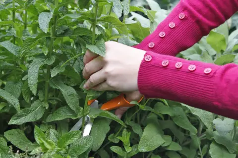 Hände in einem pinken Pullover schneiden mit einer orangefarbenen Schere frische Minze.