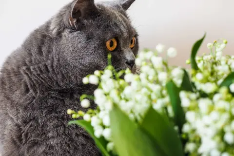 Chat gris aux yeux orange, curieux devant un bouquet de muguet, dont la toxicité est à surveiller pour les animaux.
