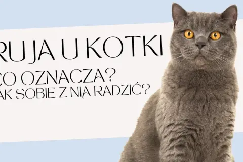 Ile kotka ma ruje? Poznaj częstotliwość rui i jej objawy
