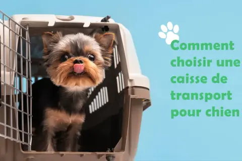 Un adorable chiot Yorkshire sort sa langue d'une cage de transport. Avis sur la cage pour chien.