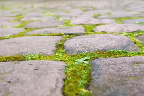 Jak usunąć zielony nalot z kostki? Skuteczne metody i prewencja