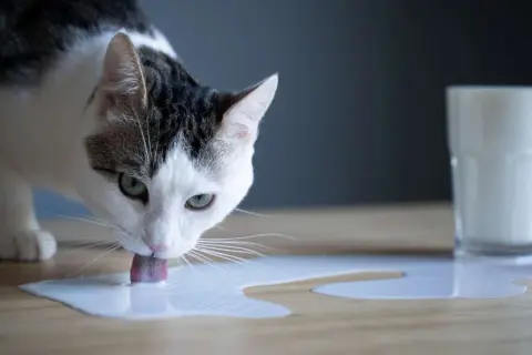 Gato blanco y negro bebe leche sin lactosa derramada en la mesa.